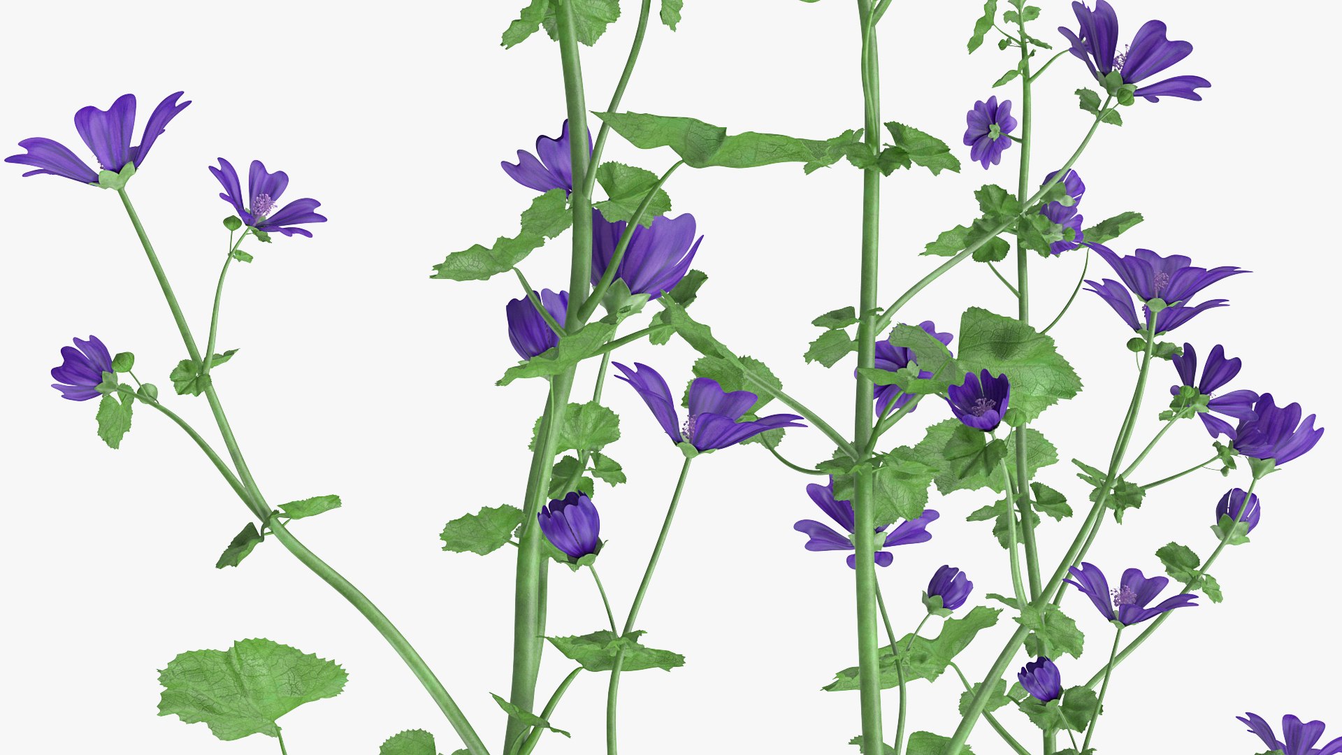 wild malva sylvestris set 3D model https://p.turbosquid.com/ts-thumb/8k/pgpR9b/9Qyd8DTY/wildmalvasylvestrisset3dmodel009/jpg/1599807053/1920x1080/fit_q87/ddcdd02996a1007db2ef8ca5e09885cb39b02c17/wildmalvasylvestrisset3dmodel009.jpg