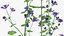 Set Malva Sylvestris Selvatica