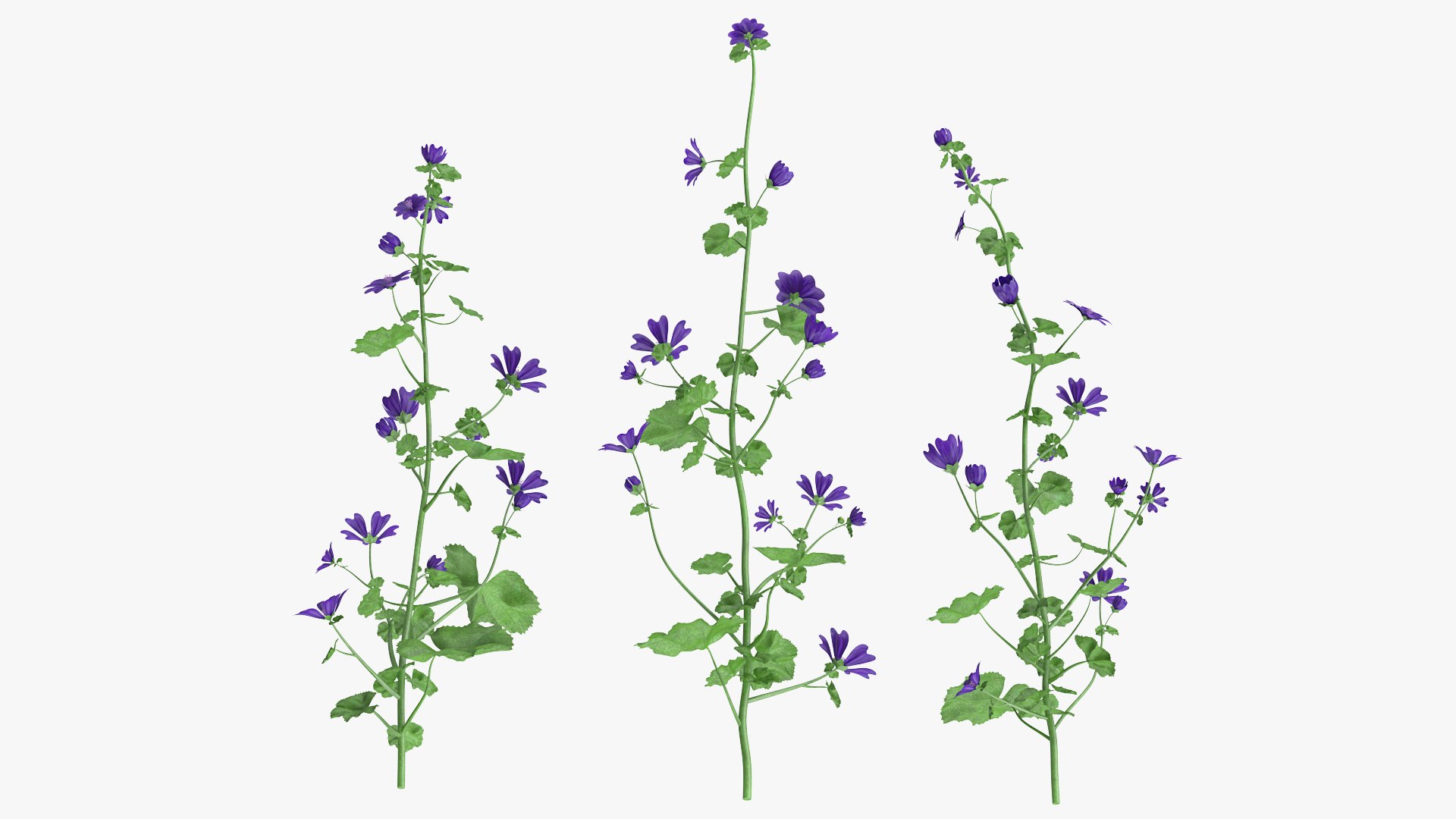 wild malva sylvestris set 3D model https://p.turbosquid.com/ts-thumb/8k/pgpR9b/Br3o79Hw/wildmalvasylvestrisset3dmodel004/jpg/1599806999/1920x1080/fit_q87/b5b32fe2aa342fe6dcd41ccff81a11f390bc7acc/wildmalvasylvestrisset3dmodel004.jpg