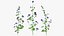 Set Malva Sylvestris Selvatica