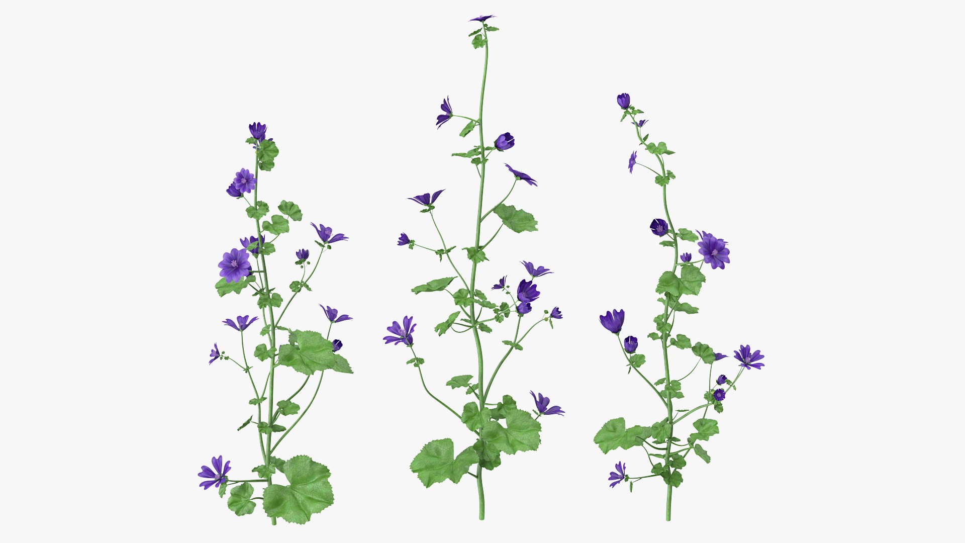 wild malva sylvestris set 3D model https://p.turbosquid.com/ts-thumb/8k/pgpR9b/Bv2E1spx/wildmalvasylvestrisset3dmodel005/jpg/1599807011/1920x1080/fit_q87/a168ccc062ddbc15966551d0c6b43e357083c9b9/wildmalvasylvestrisset3dmodel005.jpg