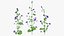 Set Malva Sylvestris Selvatica