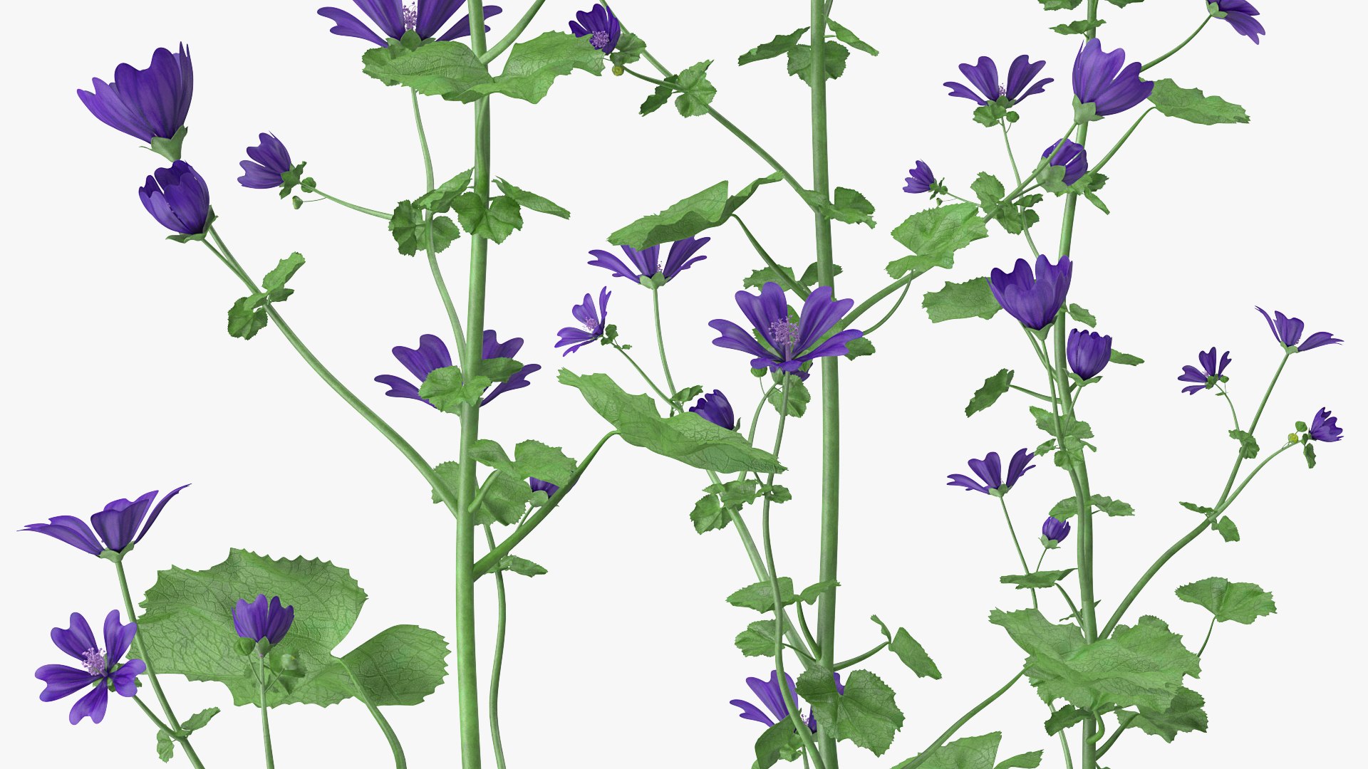 wild malva sylvestris set 3D model https://p.turbosquid.com/ts-thumb/8k/pgpR9b/ByUbMjvZ/wildmalvasylvestrisset3dmodel007/jpg/1599807032/1920x1080/fit_q87/0b812952fbe114ef69be01c91b8f134e0b87512f/wildmalvasylvestrisset3dmodel007.jpg