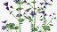 Set Malva Sylvestris Selvatica