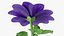 Set Malva Sylvestris Selvatica