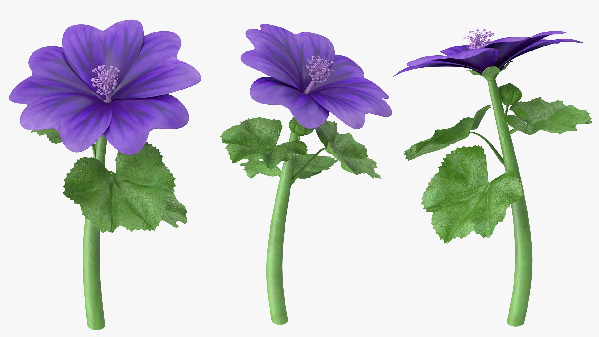 wild malva sylvestris set 3D model https://p.turbosquid.com/ts-thumb/8k/pgpR9b/INO5cts6/wildmalvasylvestrisset3dmodel014/jpg/1599807107/1920x1080/fit_q87/2e2e1beed8ec33fef5d55c7422f3ebd2b50c80d2/wildmalvasylvestrisset3dmodel014.jpg