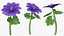 Set Malva Sylvestris Selvatica