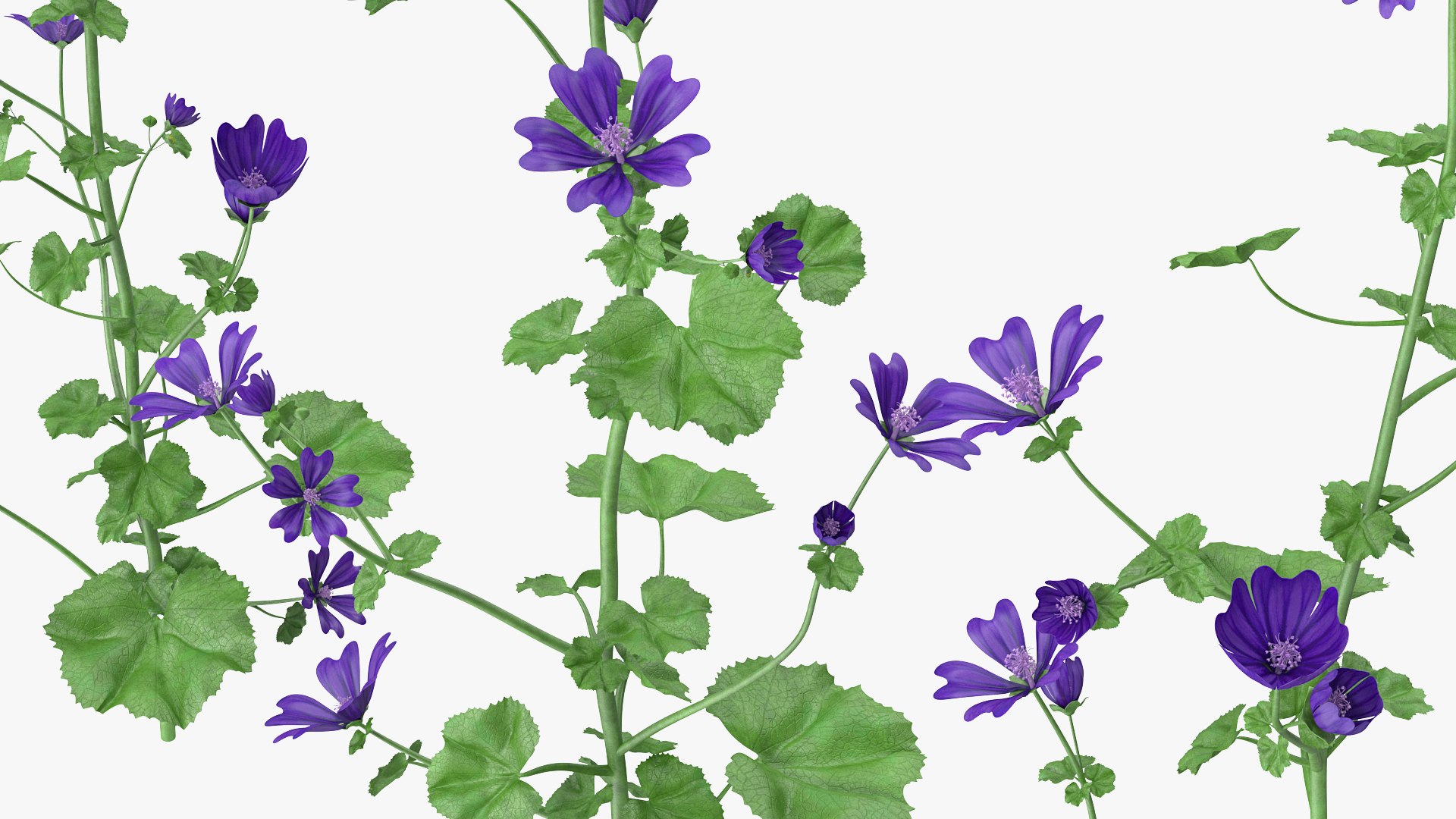 wild malva sylvestris set 3D model https://p.turbosquid.com/ts-thumb/8k/pgpR9b/Q63WpCRr/wildmalvasylvestrisset3dmodel008/jpg/1599807043/1920x1080/fit_q87/c07702d60ca5774b8476d8e6d06587707e5a832e/wildmalvasylvestrisset3dmodel008.jpg