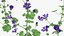 Set Malva Sylvestris Selvatica
