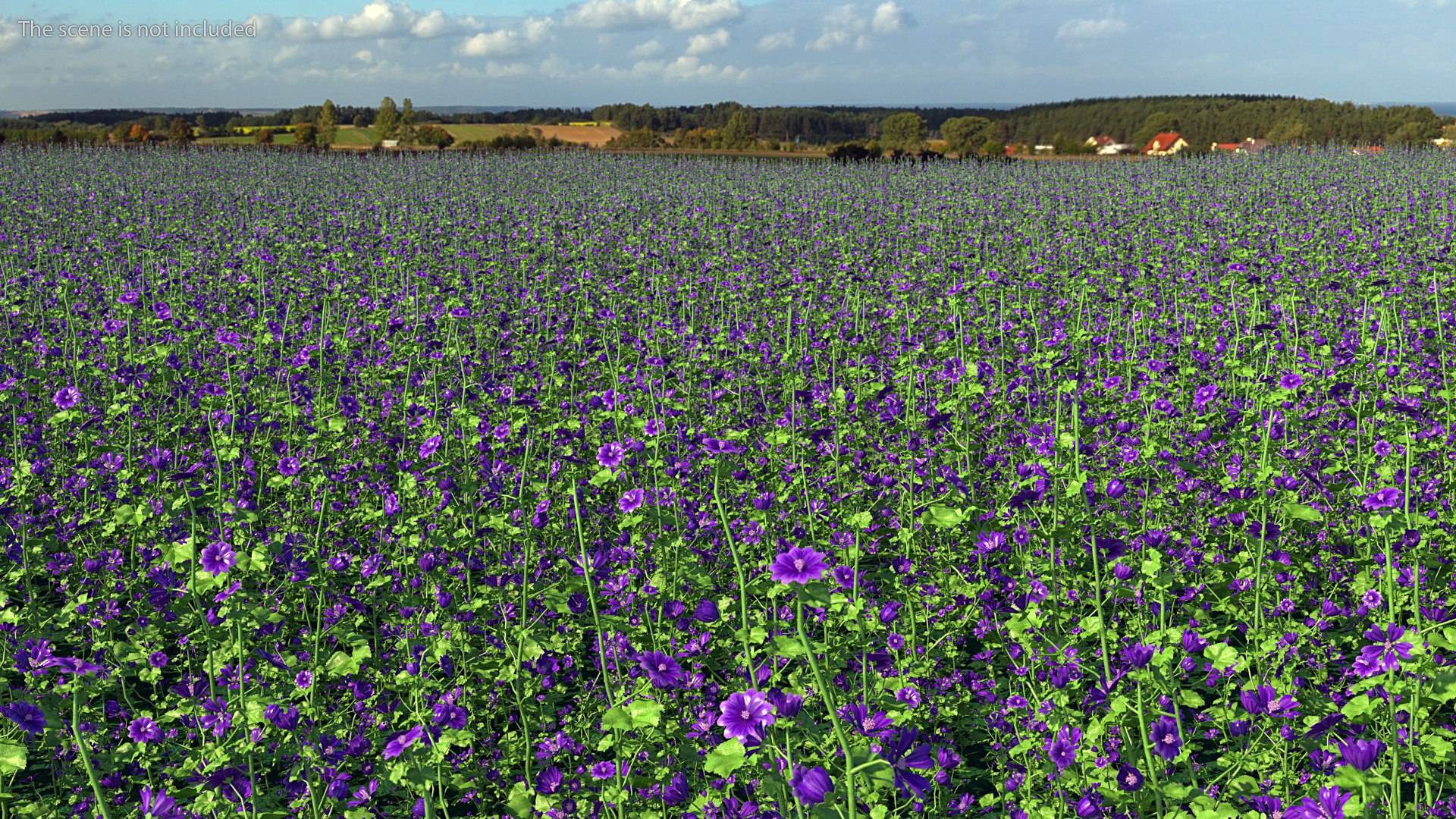 wild malva sylvestris set 3D model https://p.turbosquid.com/ts-thumb/8k/pgpR9b/RGfaaNIh/wildmalvasylvestrisset3dmodel002/jpg/1599806968/1920x1080/fit_q87/3bb64566a765e3cb72ad5eb6ed246d3dcec544fc/wildmalvasylvestrisset3dmodel002.jpg