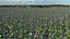 Set Malva Sylvestris Selvatica