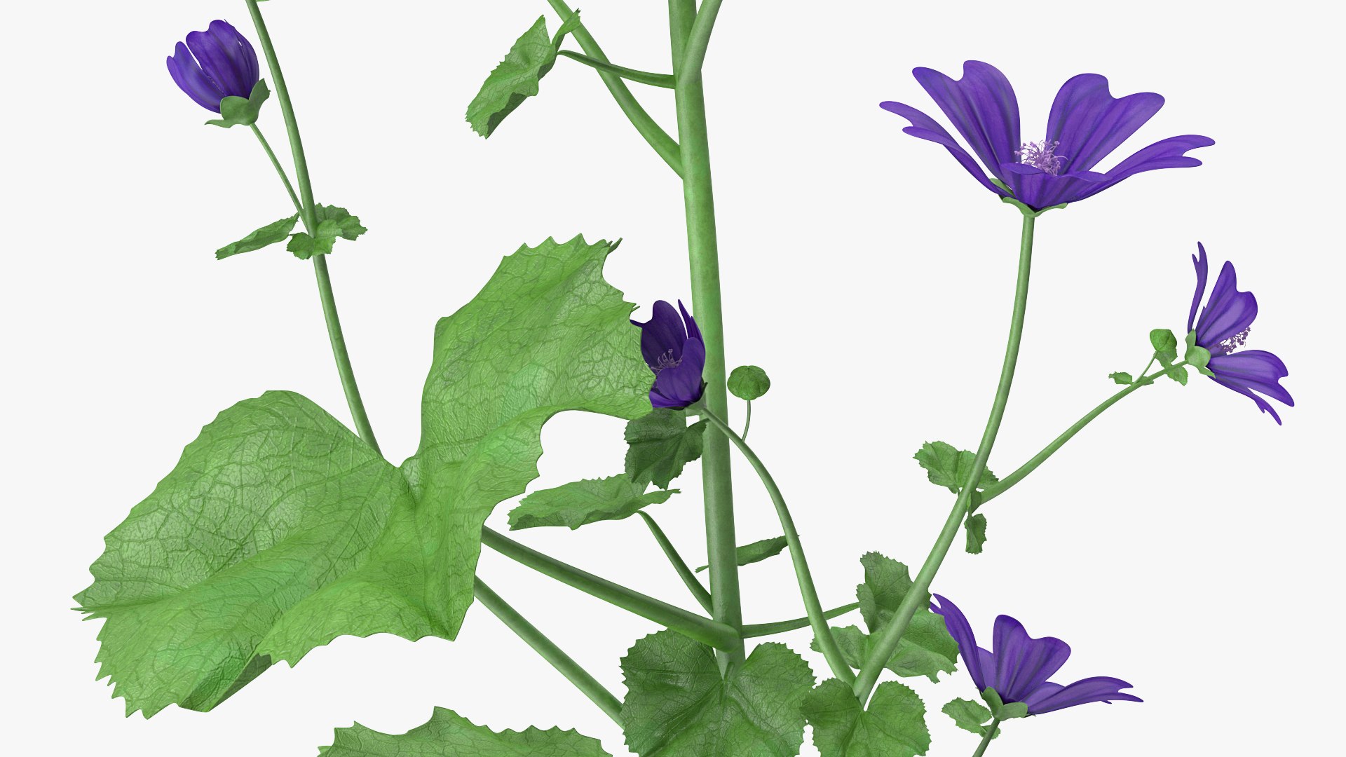 wild malva sylvestris set 3D model https://p.turbosquid.com/ts-thumb/8k/pgpR9b/TbFB0Sd2/wildmalvasylvestrisset3dmodel012/jpg/1599807086/1920x1080/fit_q87/f8ca86e243f728b9d37cfcd852c93fe3ab1501e9/wildmalvasylvestrisset3dmodel012.jpg