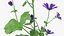 Set Malva Sylvestris Selvatica