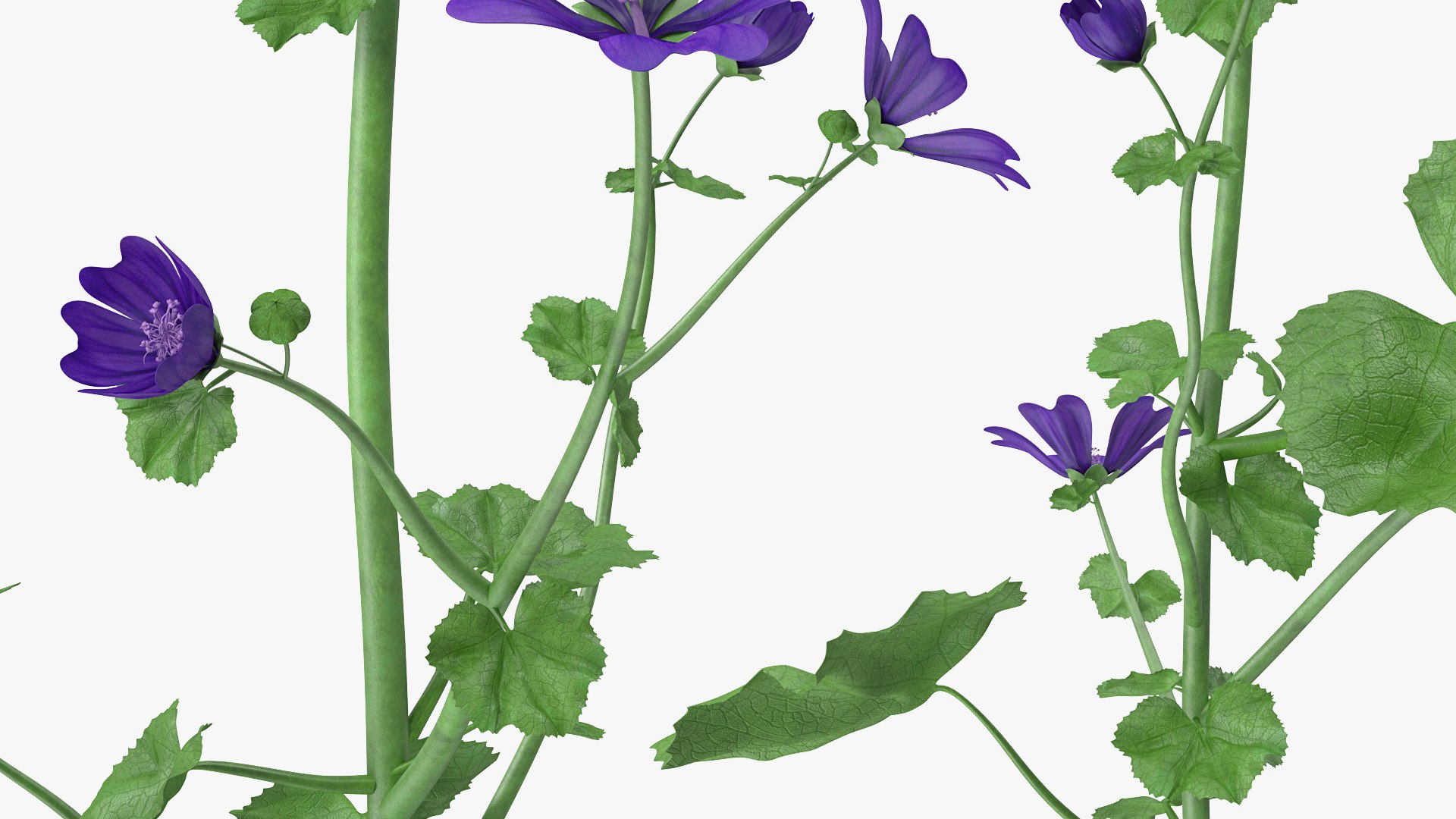wild malva sylvestris set 3D model https://p.turbosquid.com/ts-thumb/8k/pgpR9b/YQijDjlh/wildmalvasylvestrisset3dmodel010/jpg/1599807064/1920x1080/fit_q87/908644588d1f7c6033f33a1436aab54b65380f8b/wildmalvasylvestrisset3dmodel010.jpg