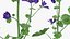Set Malva Sylvestris Selvatica