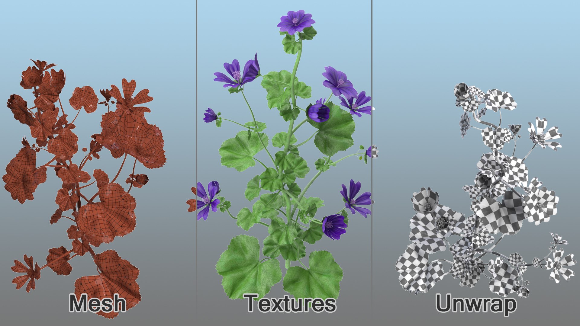 wild malva sylvestris set 3D model https://p.turbosquid.com/ts-thumb/8k/pgpR9b/fbNyA6Cx/wildmalvasylvestrisset3dmodel018/jpg/1599807155/1920x1080/fit_q87/ab1d0b7d01cc2e28283a36cd10468b4624b0da10/wildmalvasylvestrisset3dmodel018.jpg