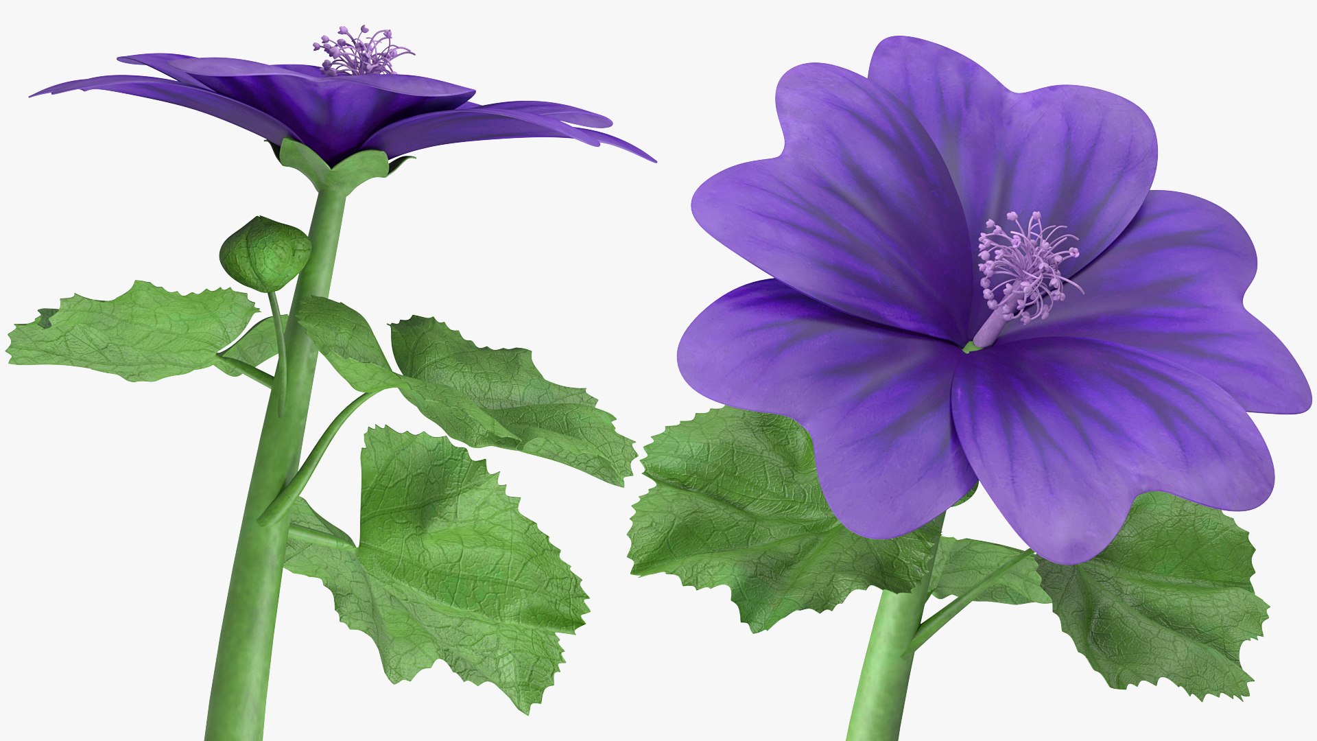wild malva sylvestris set 3D model https://p.turbosquid.com/ts-thumb/8k/pgpR9b/iofVC4kQ/wildmalvasylvestrisset3dmodel016/jpg/1599807133/1920x1080/fit_q87/31addd92b8c35564b98addf90002d1a28dd04d82/wildmalvasylvestrisset3dmodel016.jpg