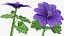 Set Malva Sylvestris Selvatica