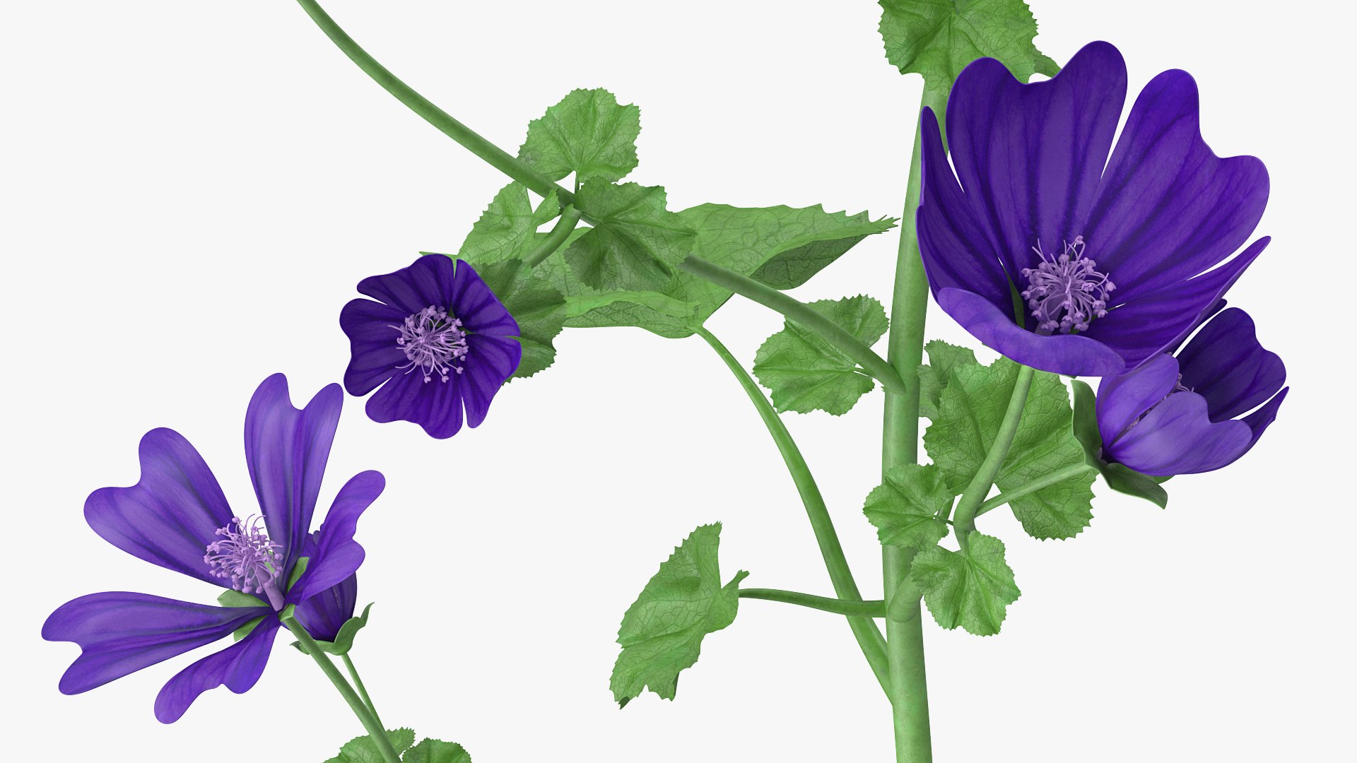 wild malva sylvestris set 3D model https://p.turbosquid.com/ts-thumb/8k/pgpR9b/kgqRCi5F/wildmalvasylvestrisset3dmodel013/jpg/1599807096/1920x1080/fit_q87/90079cef41dddb1ab96887bdf1cb97d9f4552008/wildmalvasylvestrisset3dmodel013.jpg