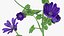Set Malva Sylvestris Selvatica