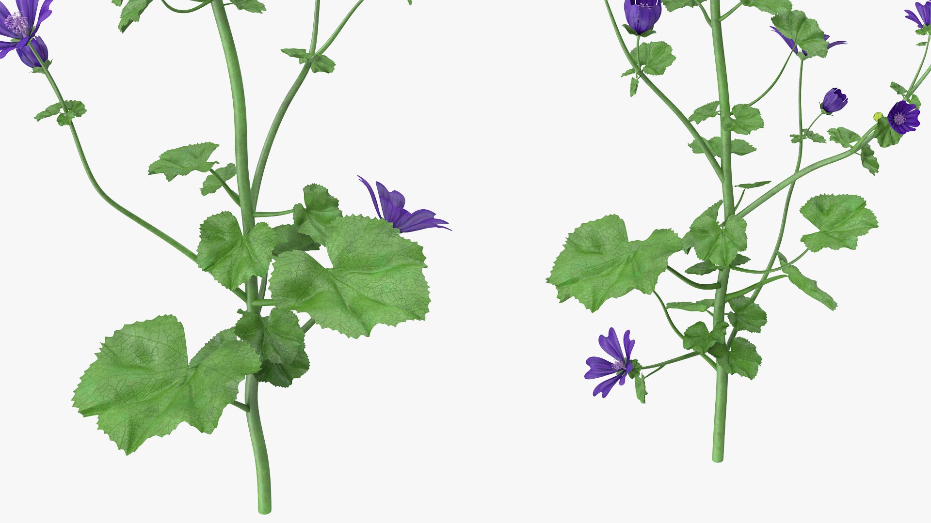 wild malva sylvestris set 3D model https://p.turbosquid.com/ts-thumb/8k/pgpR9b/oL4YKdfR/wildmalvasylvestrisset3dmodel011/jpg/1599807074/1920x1080/fit_q87/b20e67f255315ae1bca8e1f718236bbf603adb72/wildmalvasylvestrisset3dmodel011.jpg