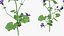 Set Malva Sylvestris Selvatica