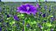 Set Malva Sylvestris Selvatica