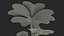 Set Malva Sylvestris Selvatica