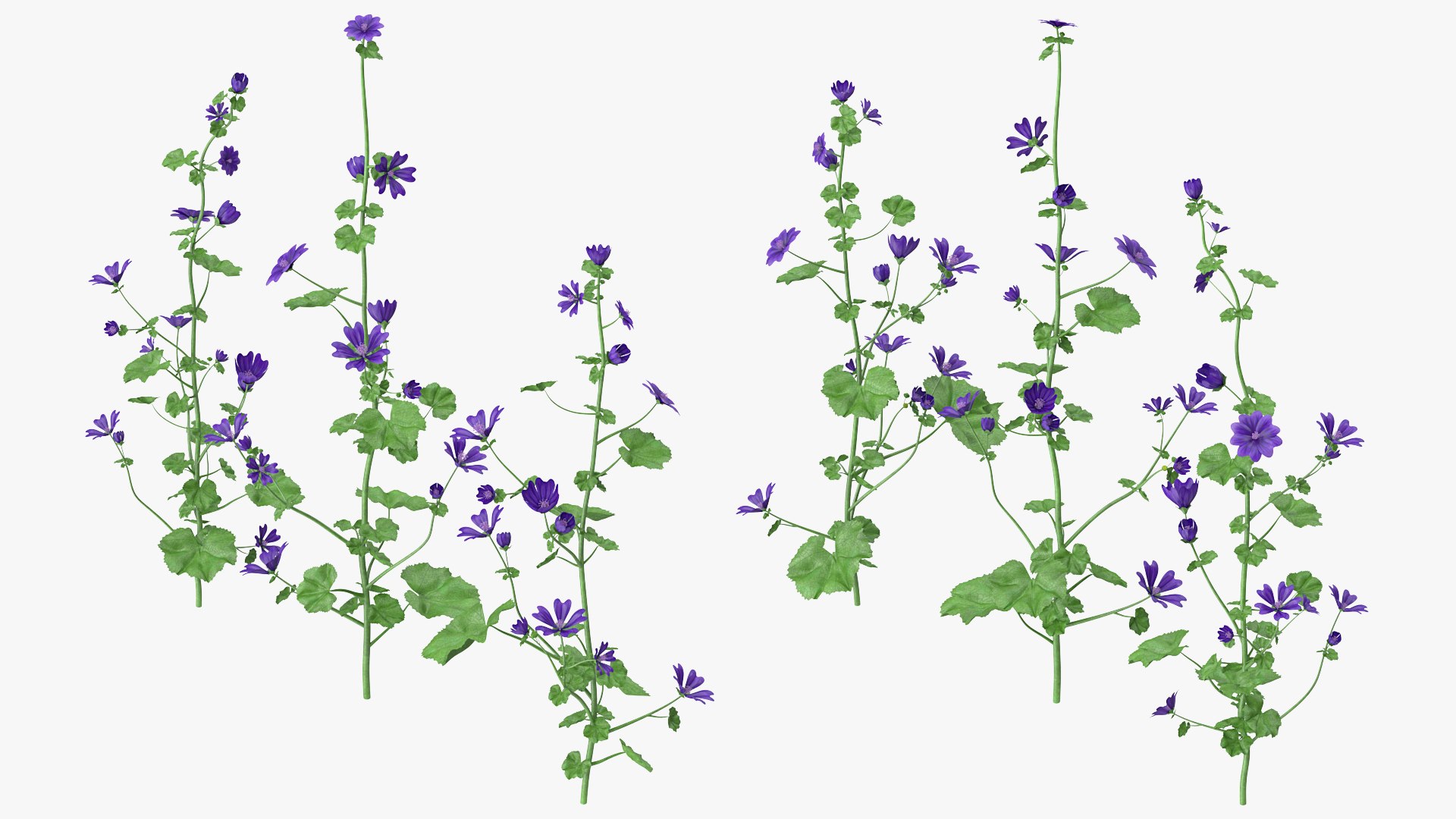 Wild Malva Sylvestris Set 3D model preview