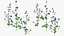 Set Malva Sylvestris Selvatica