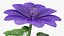 Set Malva Sylvestris Selvatica