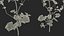 Set Malva Sylvestris Selvatica
