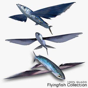 3D Flyingfish Collection model