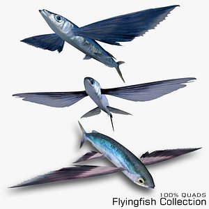 Flyingfish Collection