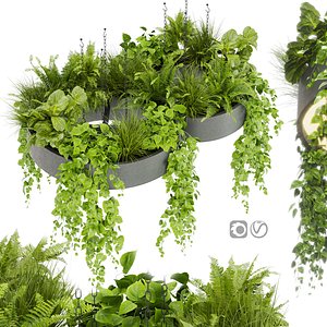 Collection plant vol 401 - pothos - hanging - ampelous - ivy - 3dmax - cinema 4d