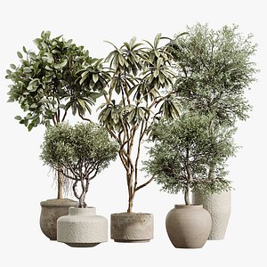 AV Indoor Plants Set 233  Mission Chemlali Olive and Ficus African Fig and Ficus Benjamina 3D model