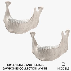Human Male and Female Jawbones Collection White - 2 models 3D