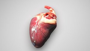 Chicken Heart model