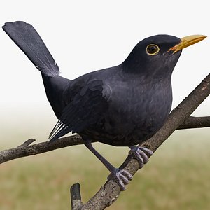 Common Blackbird Rigged