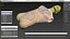 Resuscitation Manikin Torso