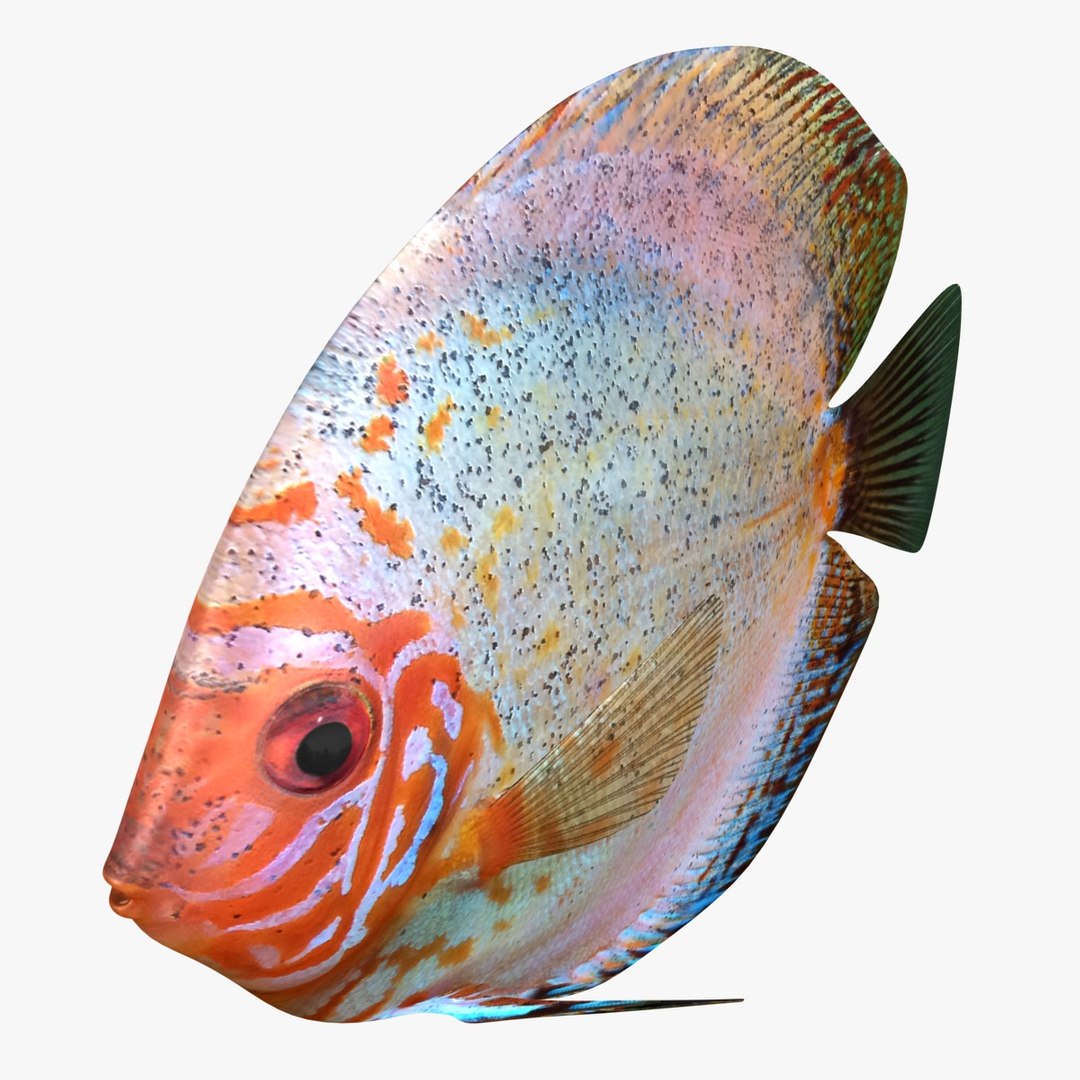 3ds discus fish https://p.turbosquid.com/ts-thumb/8l/NVsCYk/4Wgp8MPF/ryukingoldfish_rr15/jpg/1501815831/1920x1080/fit_q87/7ad3c861f0ecd12ef34e608683b63cb0de26043f/ryukingoldfish_rr15.jpg