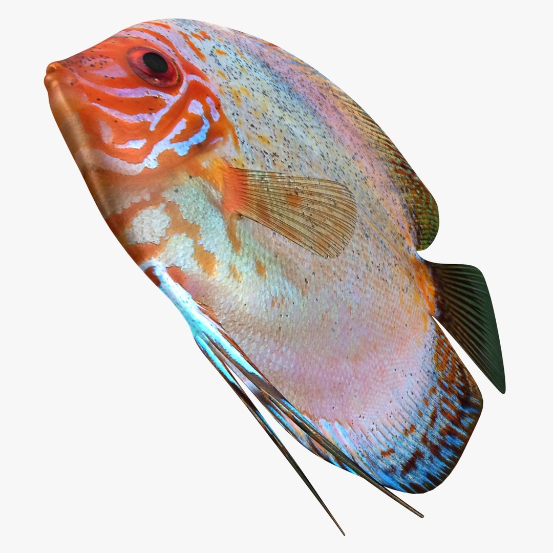 3ds discus fish https://p.turbosquid.com/ts-thumb/8l/NVsCYk/64Mr11Qq/ryukingoldfish_rr03a/jpg/1501815831/1920x1080/fit_q87/bd987856f44124128eb554659b0703dec6a99e20/ryukingoldfish_rr03a.jpg