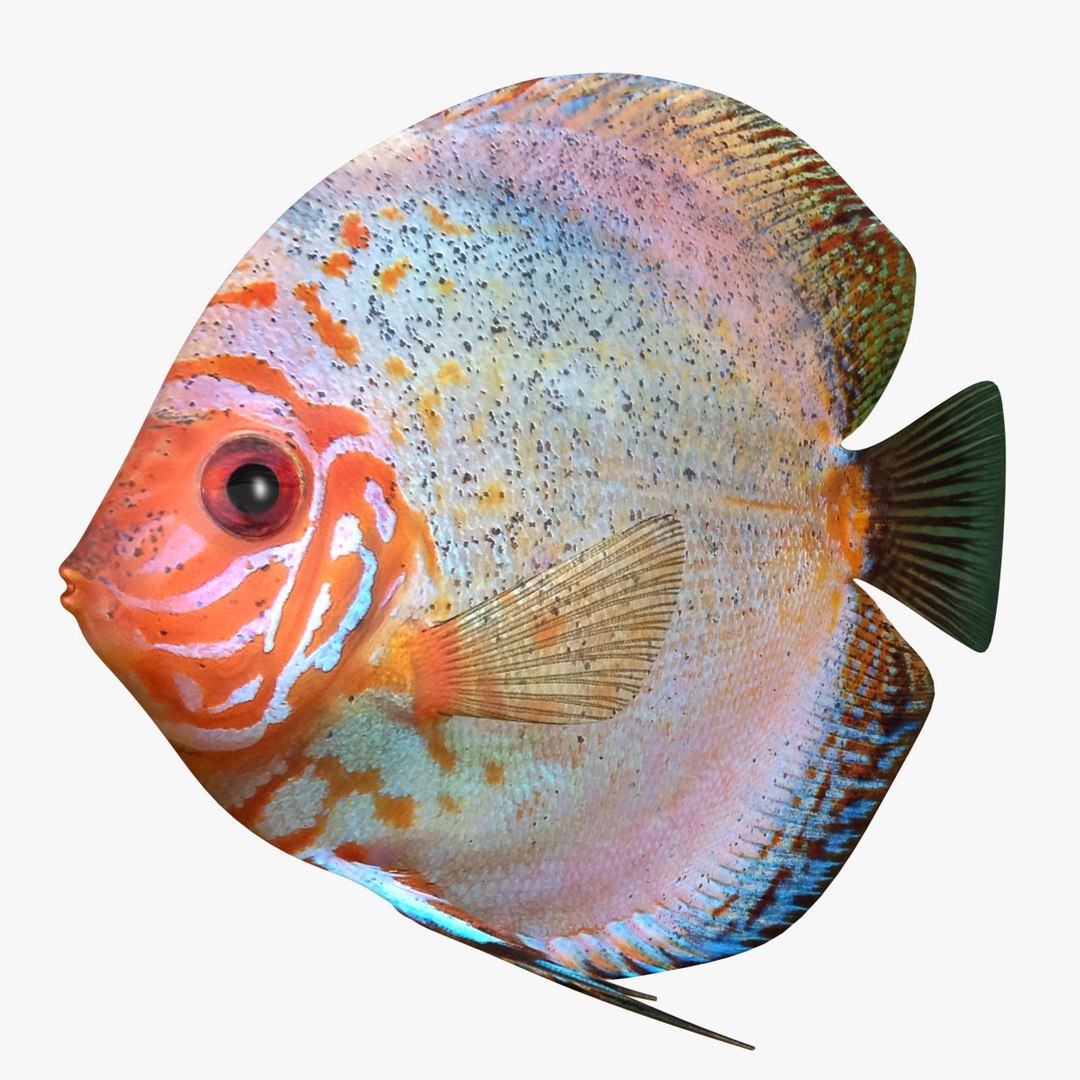 3ds discus fish https://p.turbosquid.com/ts-thumb/8l/NVsCYk/7MVzRvQT/ryukingoldfish_rr11a/jpg/1501815831/1920x1080/fit_q87/b58706454c9f5159254a8a0d542f6d07946d0e48/ryukingoldfish_rr11a.jpg