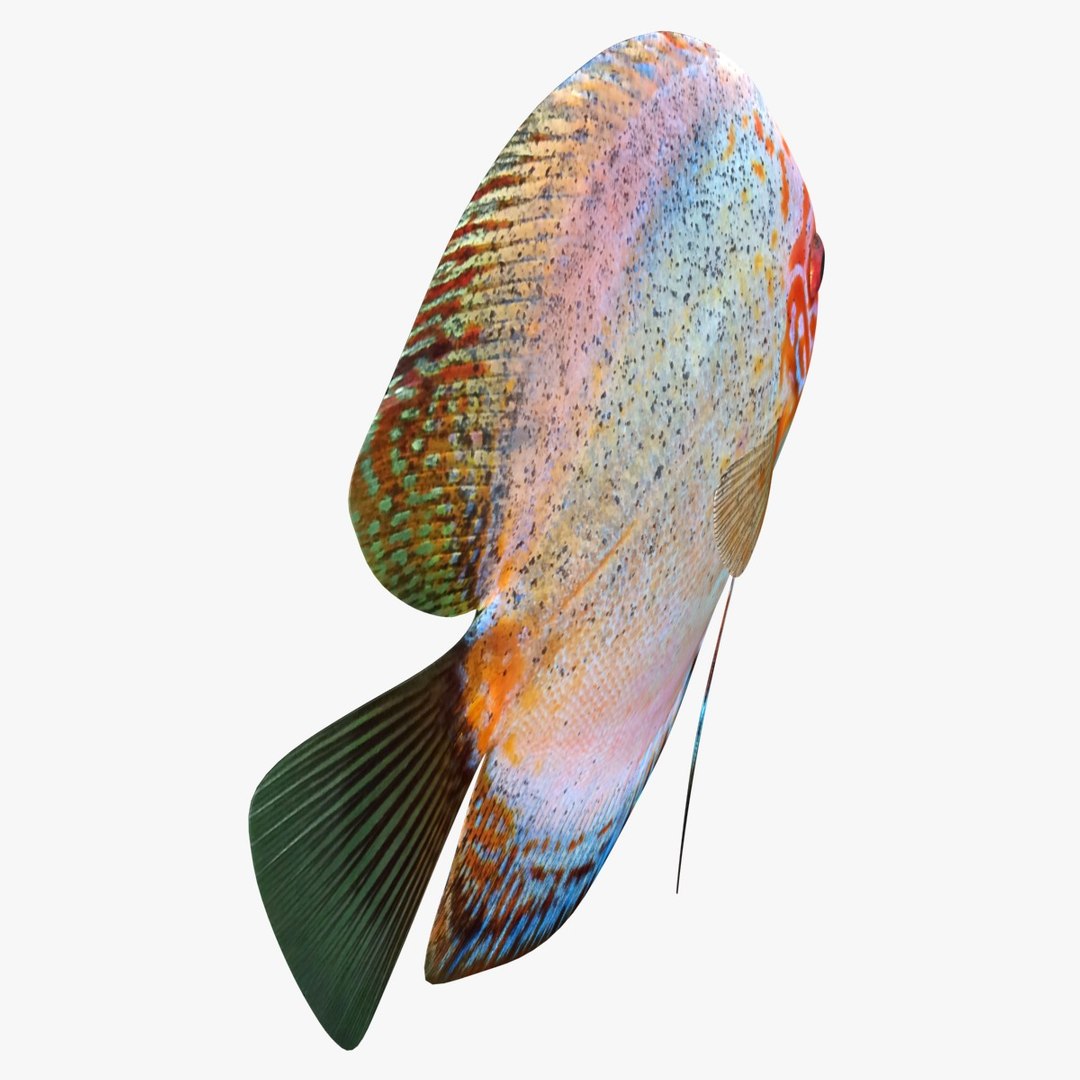 3ds discus fish https://p.turbosquid.com/ts-thumb/8l/NVsCYk/8lvspjji/ryukingoldfish_rr07a/jpg/1501815831/1920x1080/fit_q87/66506fc4e22bc0382c8fbfdcd8e0990f56c97e4e/ryukingoldfish_rr07a.jpg