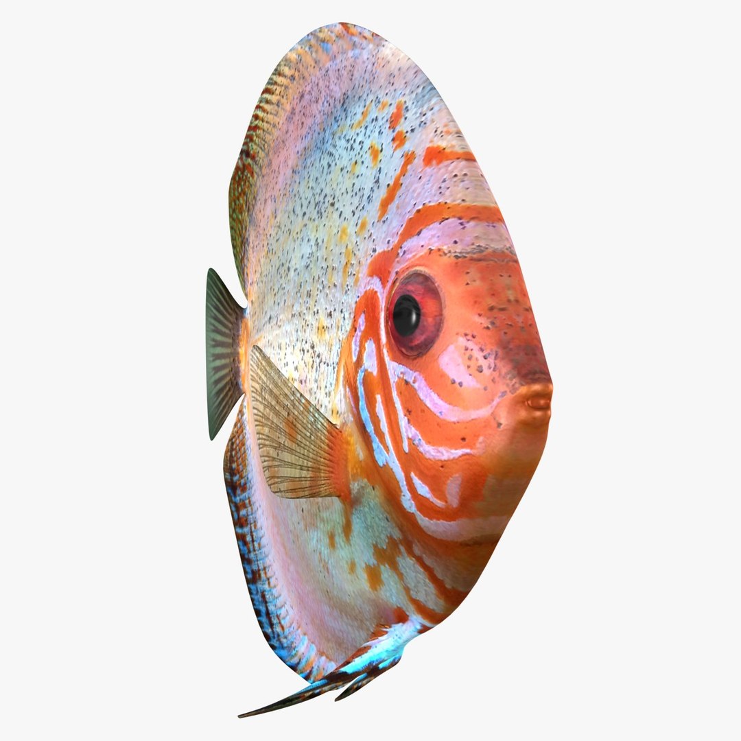 3ds discus fish https://p.turbosquid.com/ts-thumb/8l/NVsCYk/IANJD0Ft/ryukingoldfish_rr13/jpg/1501815831/1920x1080/fit_q87/c46a45c7f7bef200317570f1ed974272a0805acc/ryukingoldfish_rr13.jpg