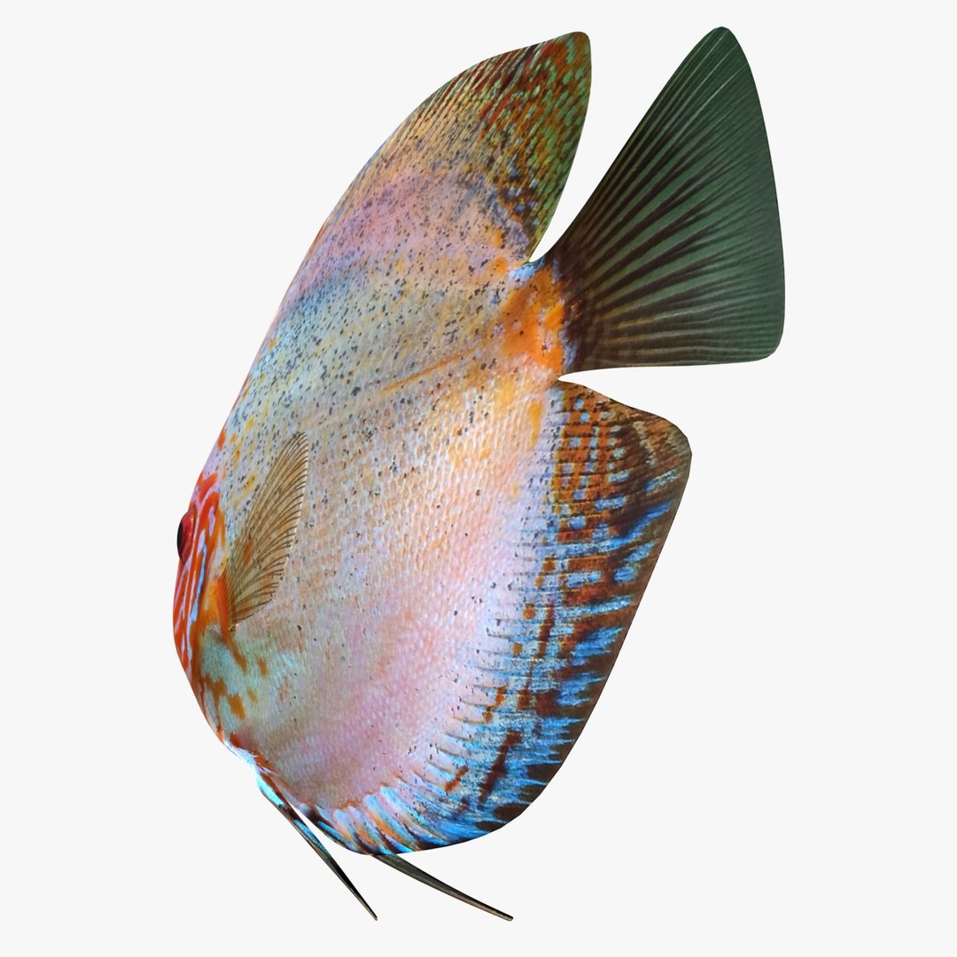 3ds discus fish https://p.turbosquid.com/ts-thumb/8l/NVsCYk/M32H5st1/ryukingoldfish_rr06/jpg/1501815831/1920x1080/fit_q87/fa56a99d0997f0d819b8cd51b5e1a540add0d66f/ryukingoldfish_rr06.jpg