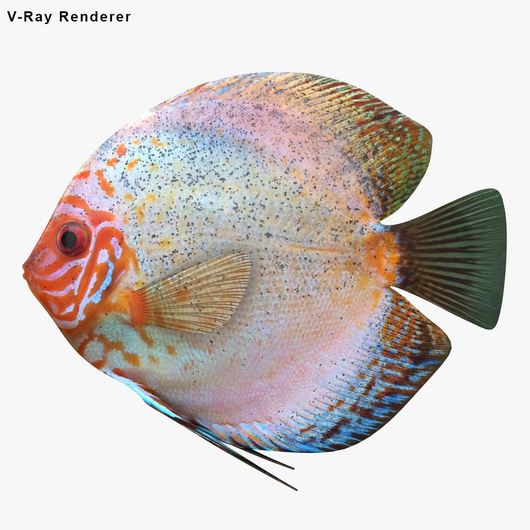 3ds discus fish https://p.turbosquid.com/ts-thumb/8l/NVsCYk/PQTtTeyU/ryukingoldfish_rr00/jpg/1501815835/1920x1080/fit_q87/08ed9b9f4606082601a4d300030d4c45a47d56bb/ryukingoldfish_rr00.jpg