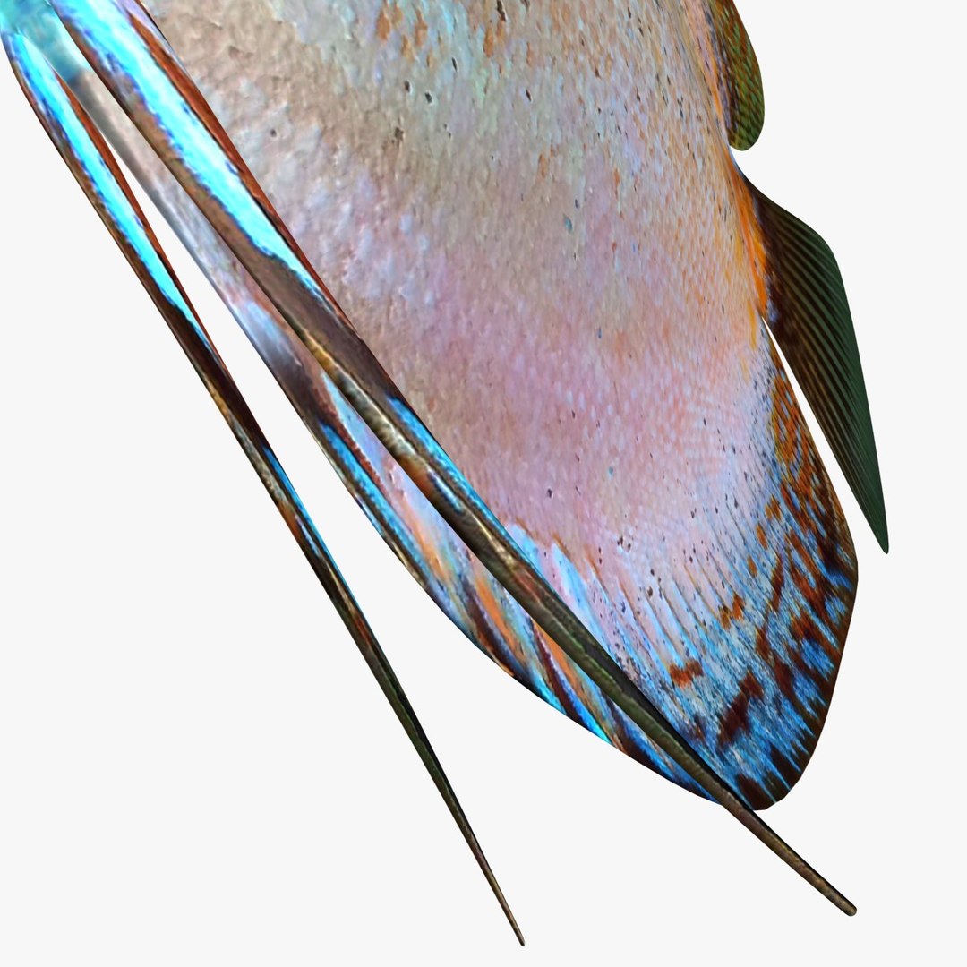 3ds discus fish https://p.turbosquid.com/ts-thumb/8l/NVsCYk/SgmsO4WA/ryukingoldfish_rr17/jpg/1501815831/1920x1080/fit_q87/11b803c06b960d11f02737657eb304e500e3ee79/ryukingoldfish_rr17.jpg