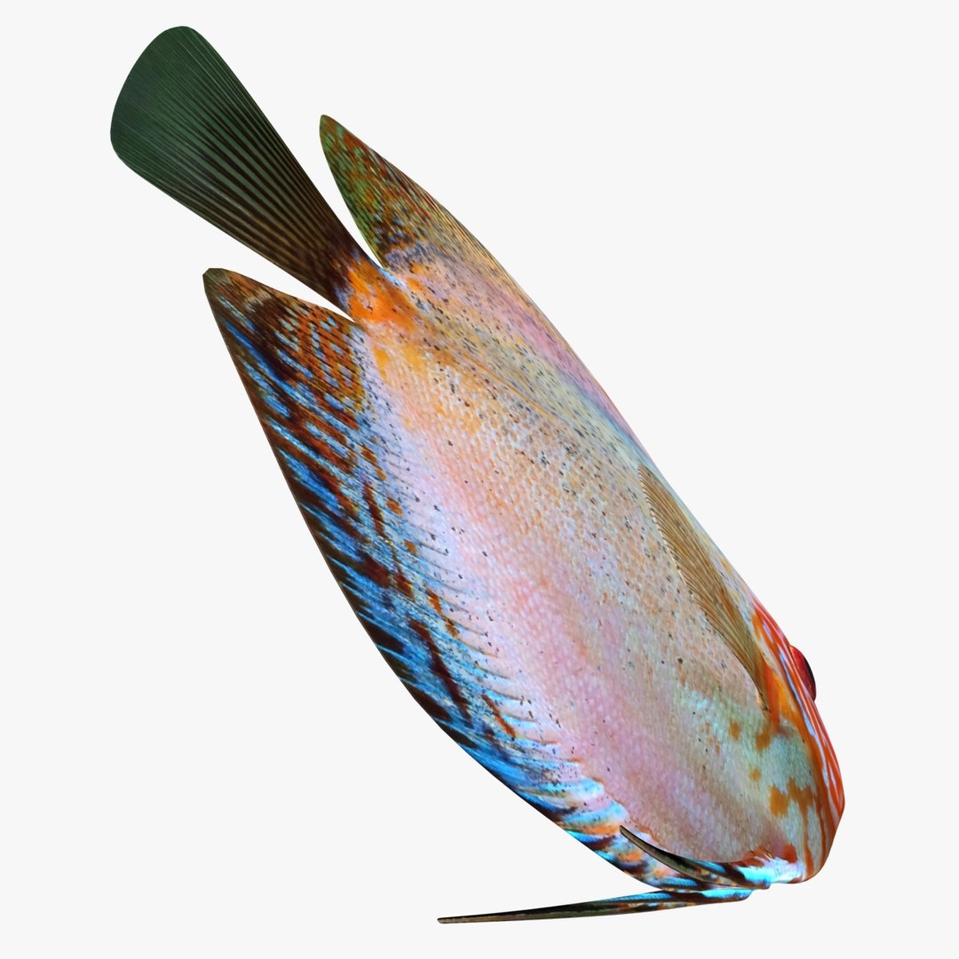 3ds discus fish https://p.turbosquid.com/ts-thumb/8l/NVsCYk/TwEJRo7t/ryukingoldfish_rr16/jpg/1501815831/1920x1080/fit_q87/200ac6b65c586d9416e5eb09948badf4ff243a36/ryukingoldfish_rr16.jpg