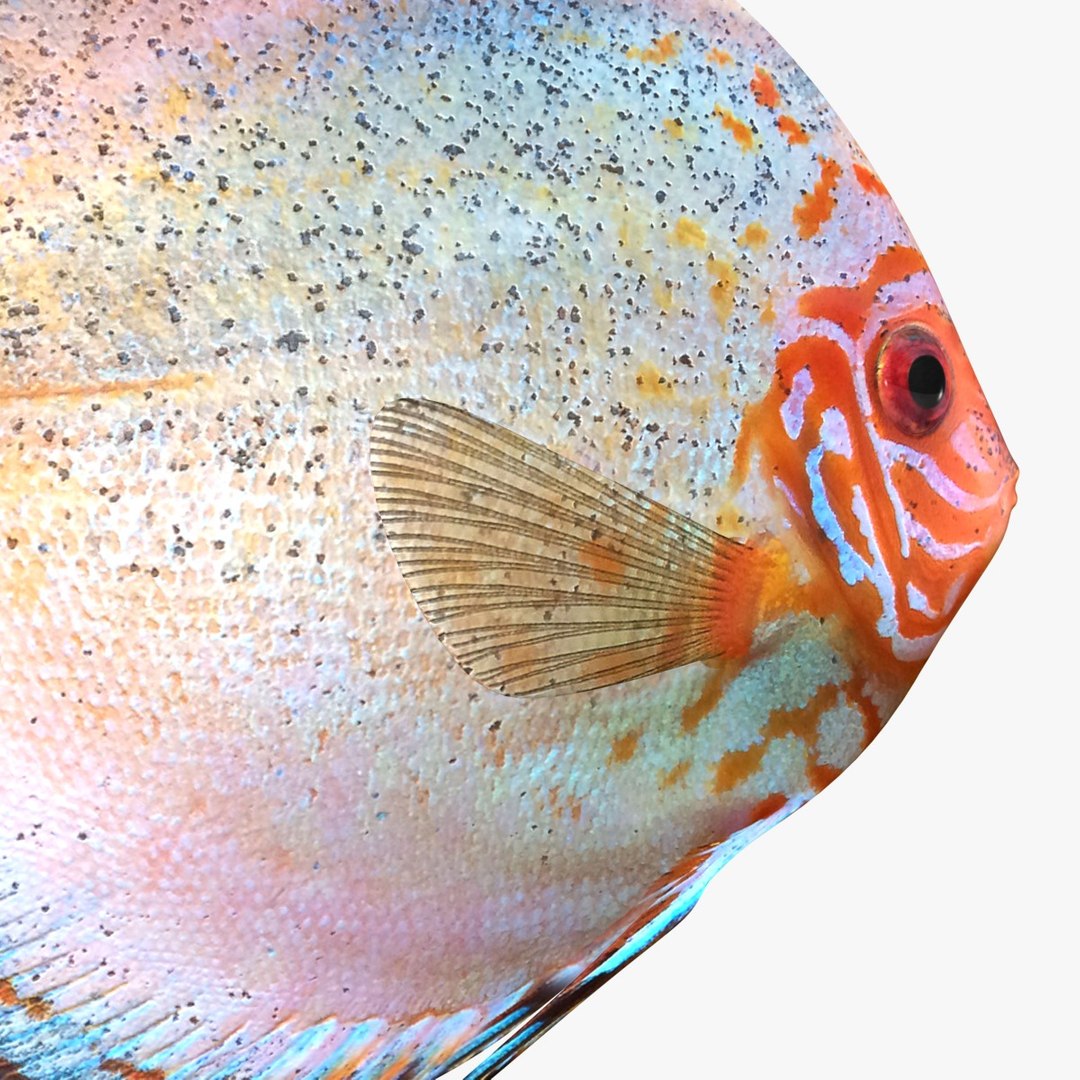 3ds discus fish https://p.turbosquid.com/ts-thumb/8l/NVsCYk/XQAthxdA/ryukingoldfish_rr07/jpg/1501815831/1920x1080/fit_q87/62034cb24363cb789846916a8974263c12178e68/ryukingoldfish_rr07.jpg
